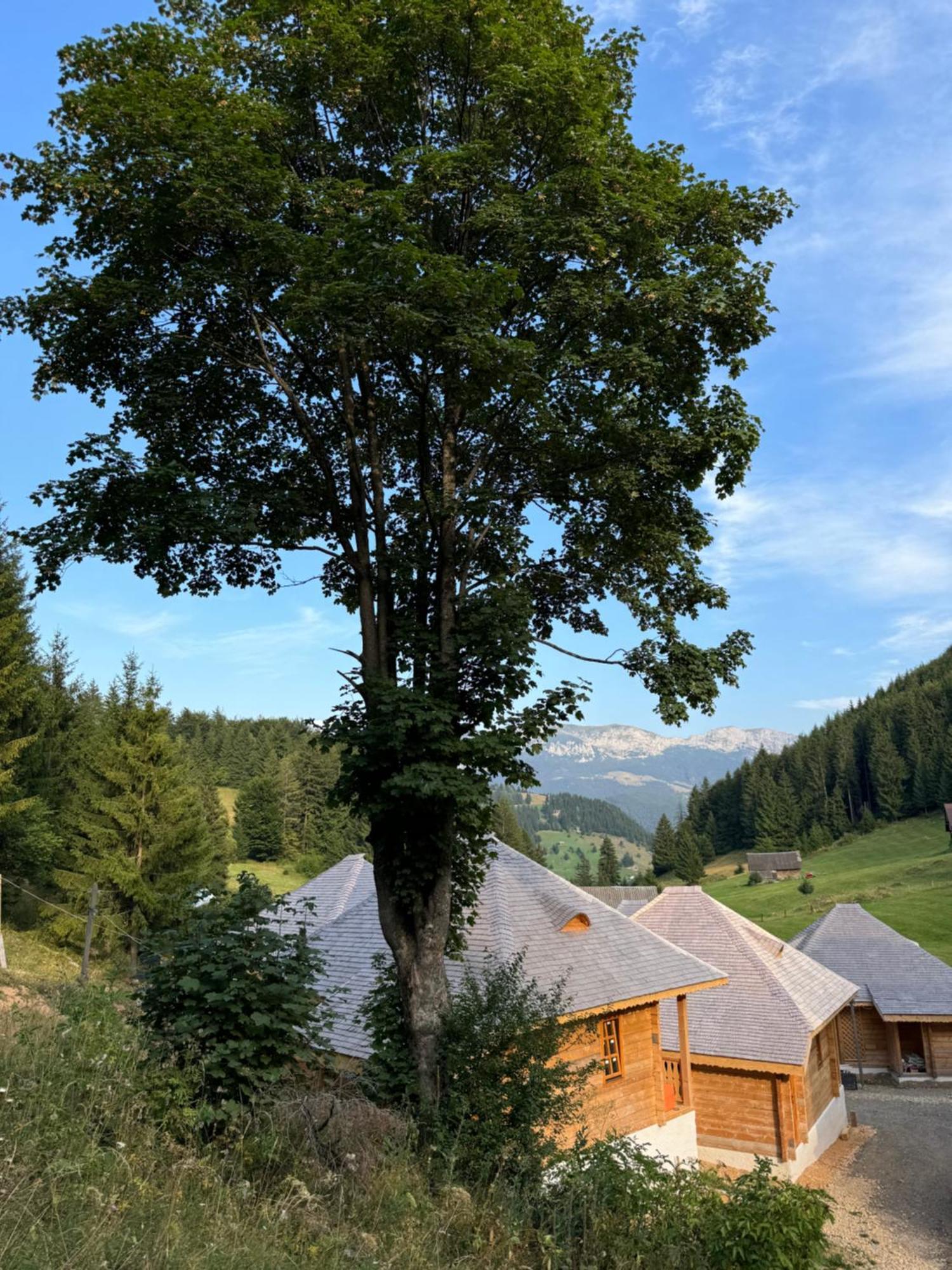 Andolia Villa Moeciu De Sus Buitenkant foto