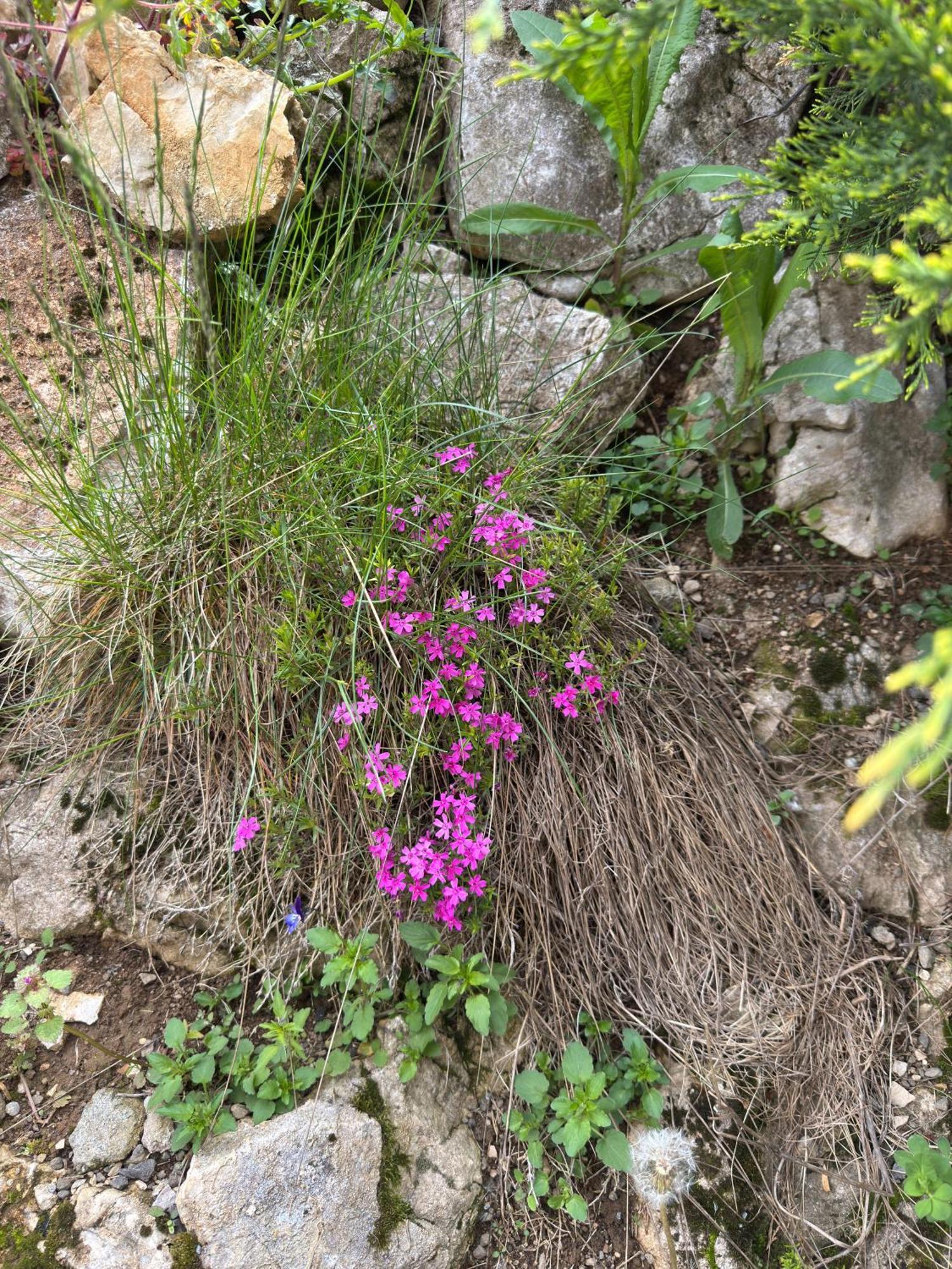 Andolia Villa Moeciu De Sus Buitenkant foto